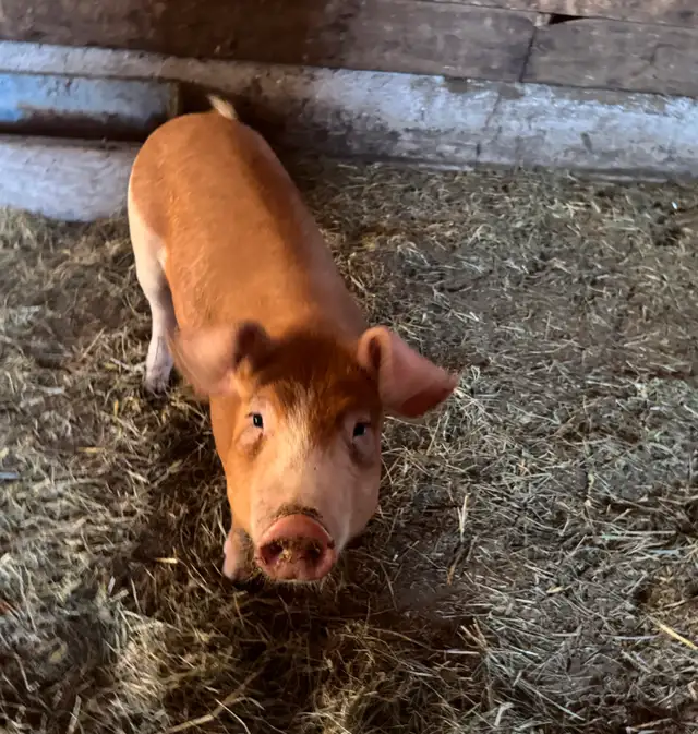 Feeder Pigs 63860081165059120