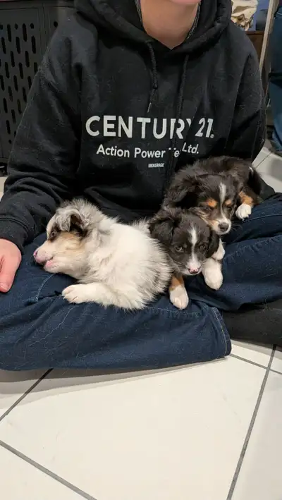 Toy mini Australian Sheppard's puppy's for sale, View more