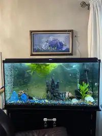 70 gallon aquarium with stand and accessories 