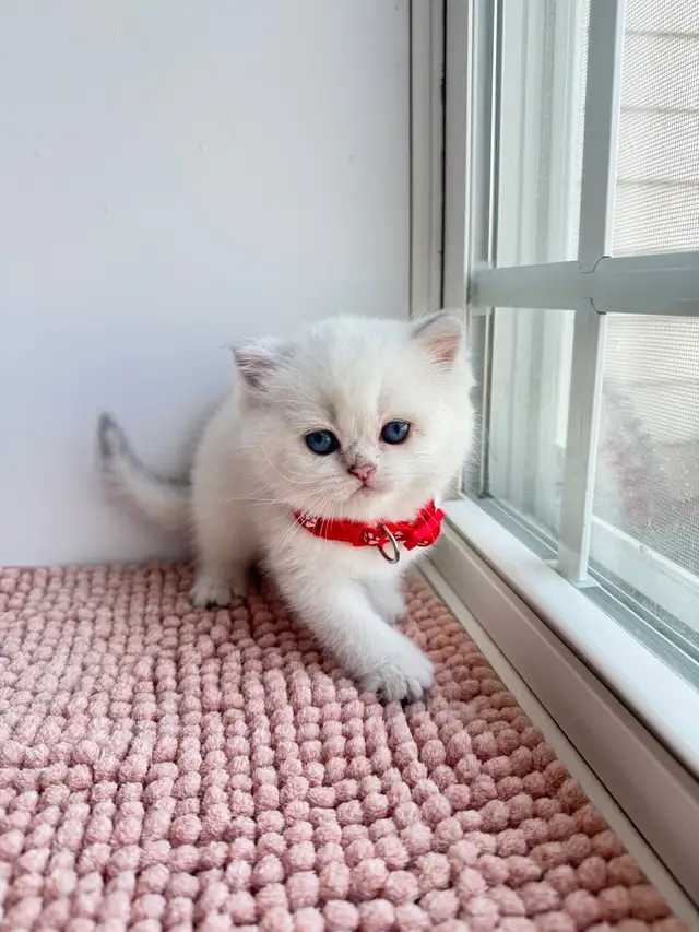 British Shorthair Kittens for Rehoming in Cats & Kittens for Rehoming in Moncton - Image 6