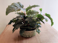 Faux Plant, Leafy Green and Lovely in a Ceramic Pot