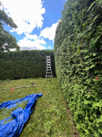 Tree Removal, Hedge Trimming, Tree pruning