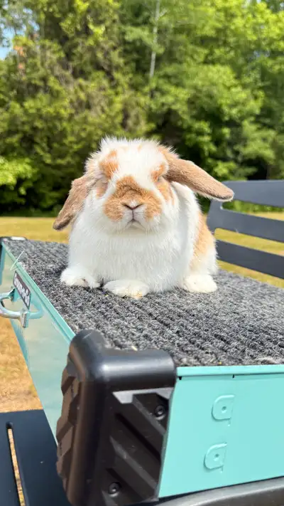 She s a sweet girl. Very active Deposit needed for each Bunny unless you decide to pick up in Mount...
