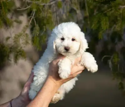 3 mini whoodle puppies available, View more