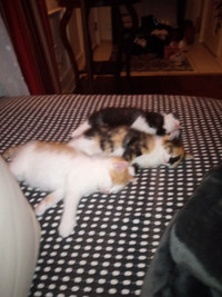 8 week old kittens free to good home, eating and house trained