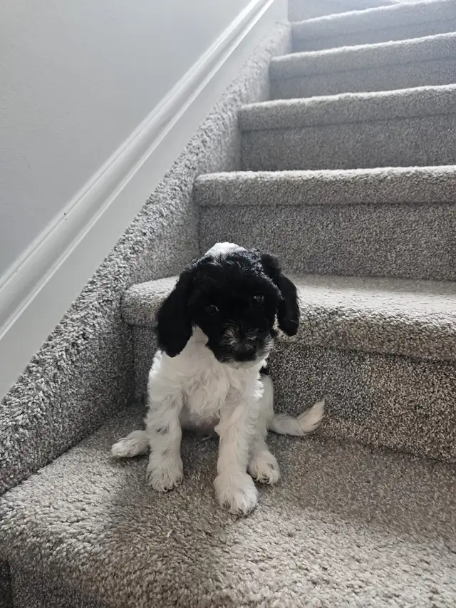 Poodle puppies for Sale in Dogs & Puppies for Rehoming in Edmonton - Image 4