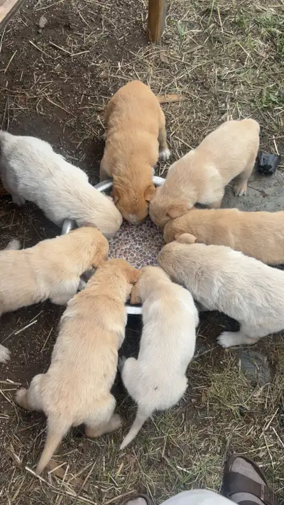 Fur babies ready for forever homes!, View more