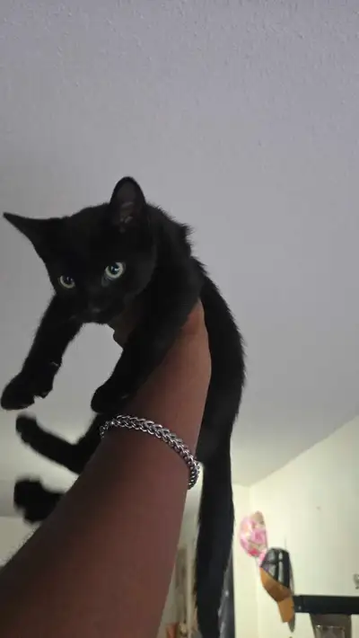 All black male kitten, View more