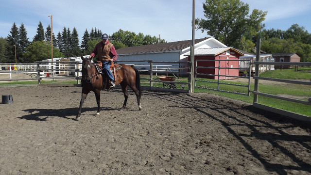 HORSE TRAINER TRAVELS TO U in Horses & Ponies for Rehoming in Calgary - Image 4