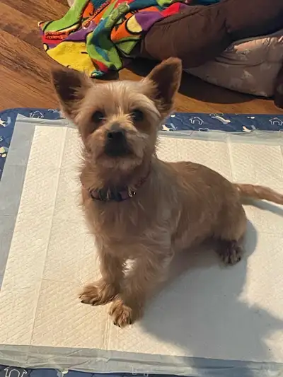 gorgeous Yorkie (f), View more