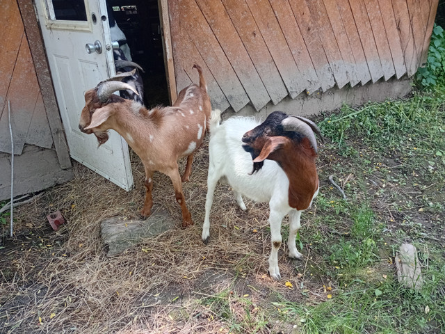 Bouc chevres dans Animaux de ferme  à Sherbrooke - Image 2