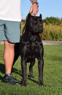 Hamilton's Finest Cane Corso Puppies -  Your Loyal Friend Today in Dogs & Puppies for Rehoming in Hamilton - Image 7