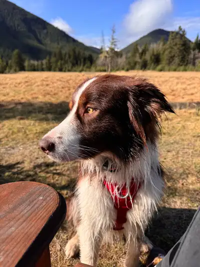 Dog for rehoming - WFH or Farm! , View more