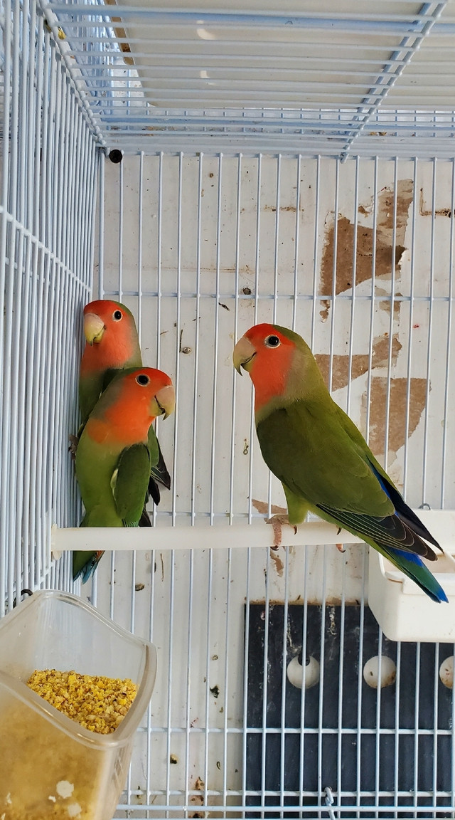 Lovebirds, Parrotlets and Linnies for sale | Birds for Rehoming | City
