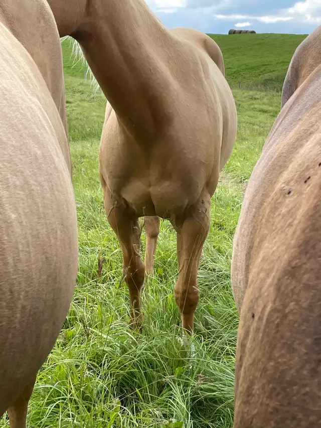 AQHA registered filly in Horses & Ponies for Rehoming in Edmonton - Image 9