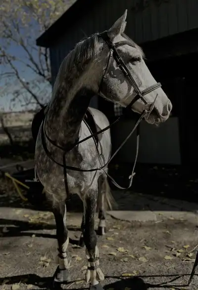 Unicorn For Sale!!, View more