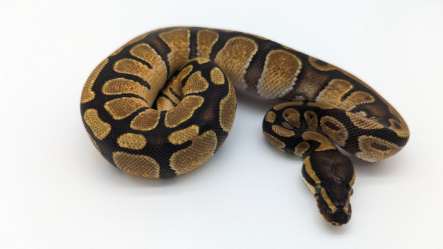 Python royal / ball python dans Reptiles et amphibiens à adopter  à Longueuil/Rive Sud - Image 4
