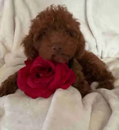 Little Red Toy Poodle Puppies, View more