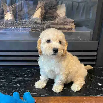 Bichonpoo puppies, View more