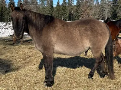 Ranger - a gorgeous grulla registered quarter horse - has only been with us for a couple years: he i...
