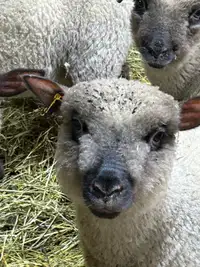 Sheep Ram and Ewe lambs for sale