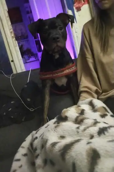 Puppy Needs Loving Forever Home – Serious Inquiries Only, View more