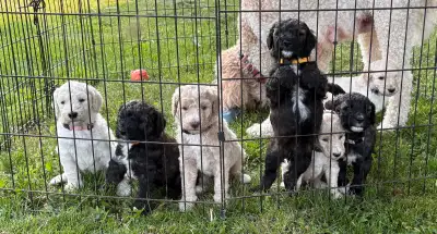Beautiful standard poodle pups born May 5, 2025. 4 males, 3 females. Raised entirely in our home wit...