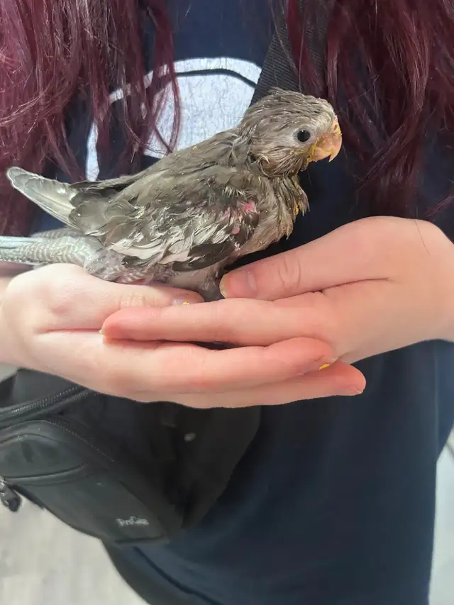 Handfed white face baby cockatiels in Birds for Rehoming in Saskatoon - Image 5