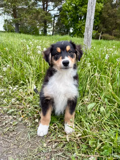Chiot Berger Australien Enregistré CCC, View more
