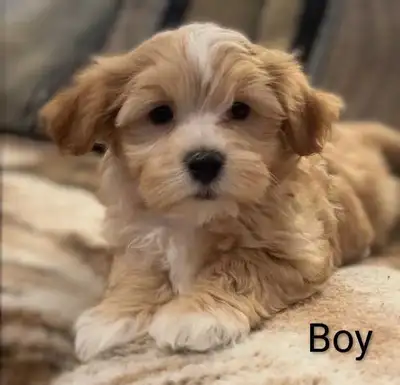 Beautiful Havanese Puppies, View more