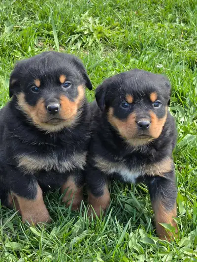 Rottweiler puppy, View more