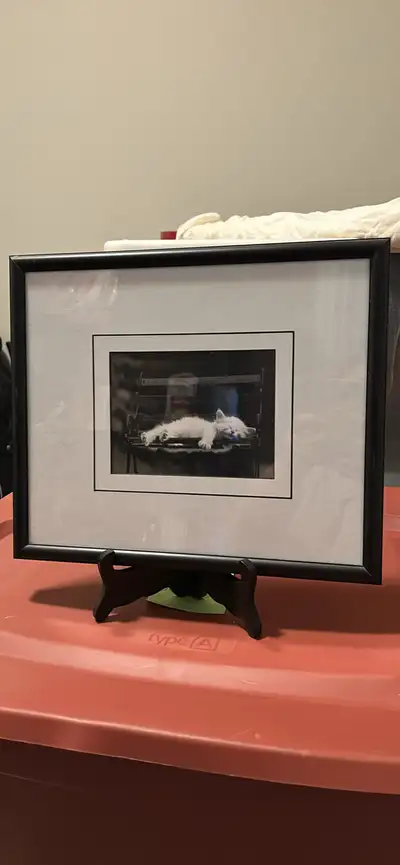 Kitten Framed Picture, View more