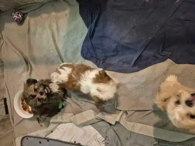 shihtzu puppies all SOLD, View more