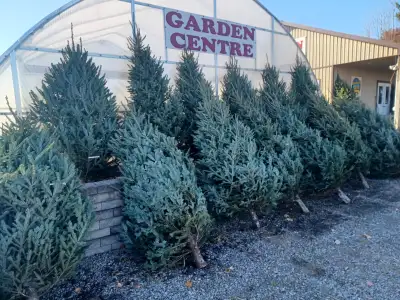 Christmas Trees Fresh Cut, View more