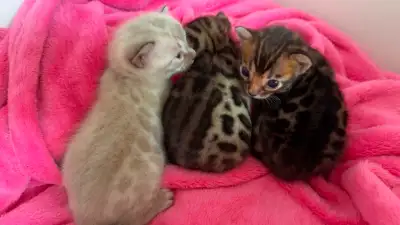 Superbes chatons pure race, View more