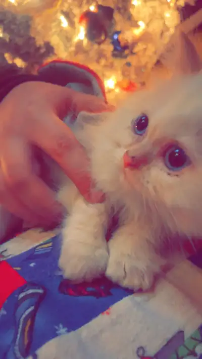 Adorable, friendly blue eyed beauty! Himalayan kitten, View more