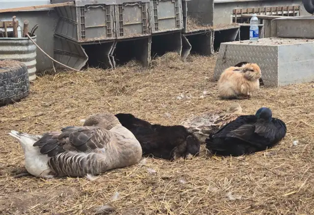 Si vous avez des oiseaux comme poule canard canary pinsons ex  in Animal & Pet Services in Ottawa - Image 3