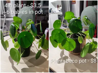 Assorted Houseplants - Chinese Money plant and Red Polka Dot, View more