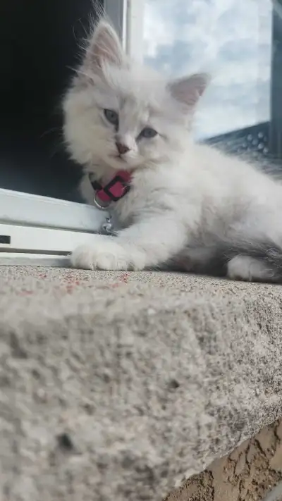 Beautiful Ragdoll Kittens Looking for Loving Homes, View more