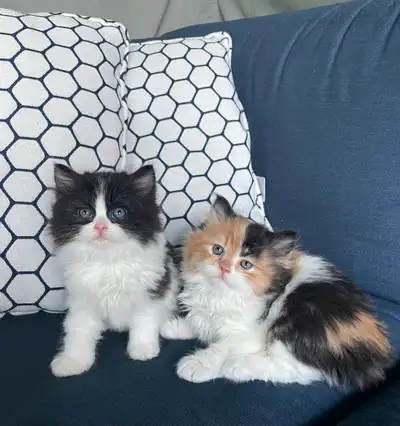 2 chatons persans croisés, View more