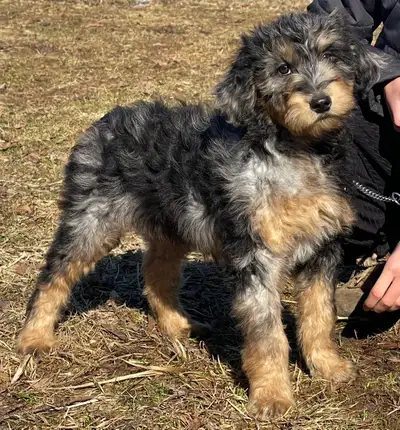 Mini Bernedoodle - Aussiedoodle - Goldendoodle, View more