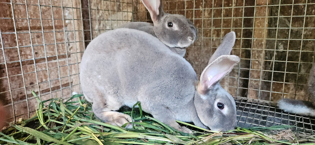 Standard Rex Rabbits in Other in Chatham-Kent - Image 4