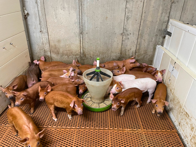 Pigs for sale in Livestock in Stratford - Image 2