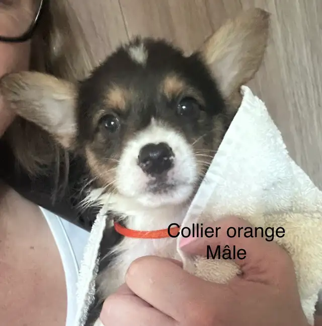 Magnifique Corgi Pembroke chiots in Dogs & Puppies for Rehoming in Laurentides - Image 7