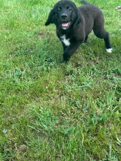 Ready Now / 2 Sweet Females left/Saint Bernard Mix, View more