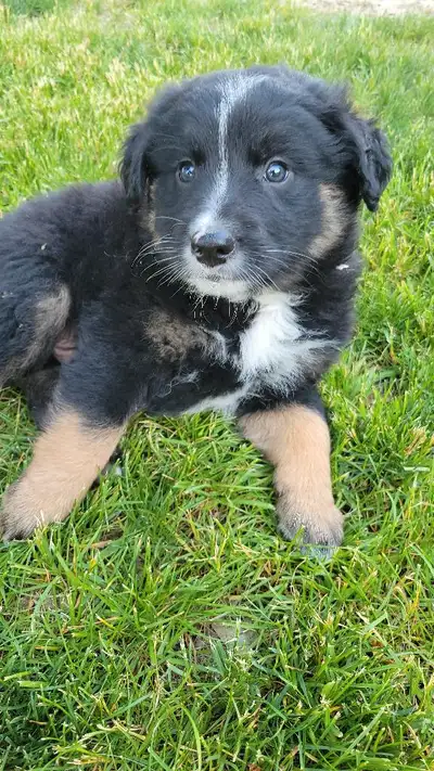 Our dogs have have a beautiful litter of Male puppies. Complete vaccinations. They are available unt...