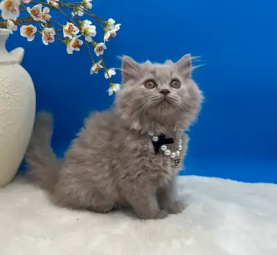 Exclusive Longhaired male British Kitten, View more