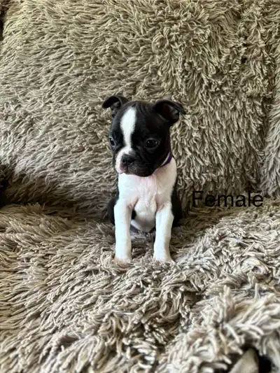 Boston Terrier Puppies, View more