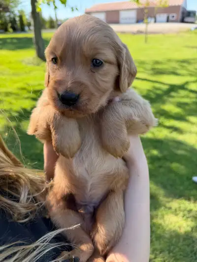 Golden Retriever Puppies, View more