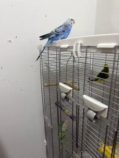 budgies pair with large cage , View more